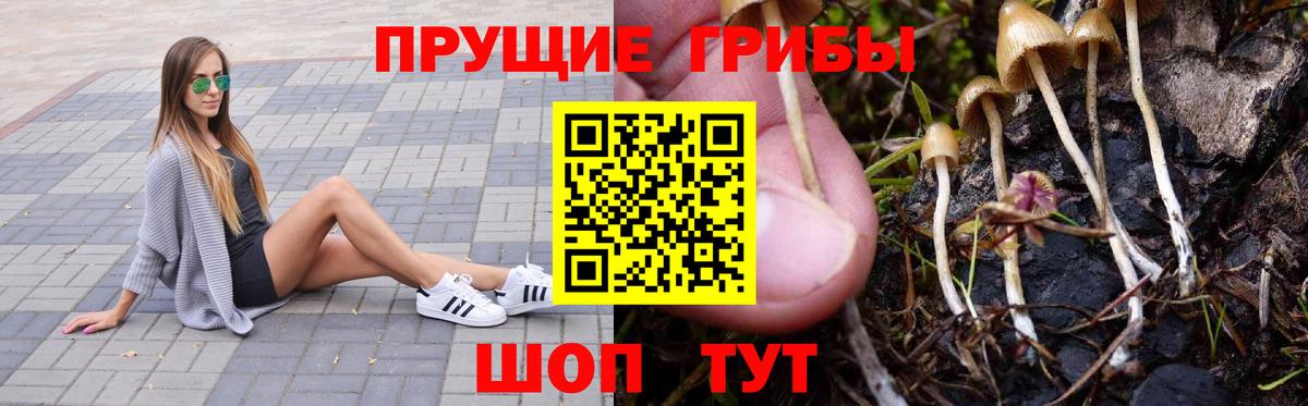 Галлюциногенные грибы Psilocybe  Вход с VPN  Тамбов 
